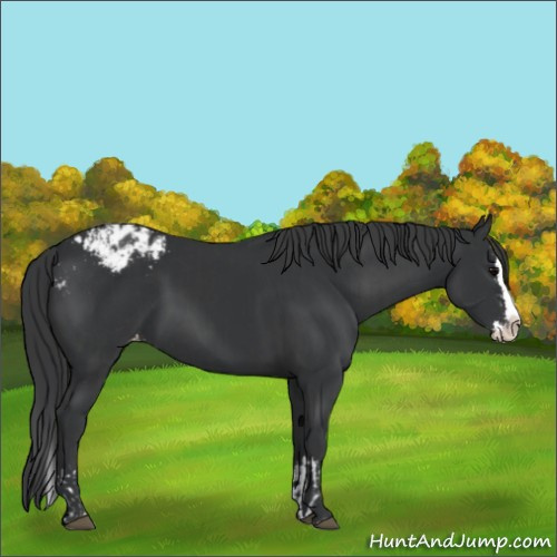 Horse Color:Black Sabino Splash Appaloosa  and Black Sabino Splash Appaloosa 