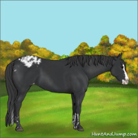 Horse Color:Black Sabino Splash Appaloosa and Black Sabino Splash Appaloosa