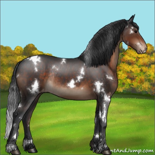 Horse Color:White Spotted Brown Sabino Appaloosa Rabicano 