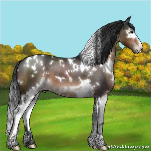 Horse Color:White Spotted Brown Sabino 