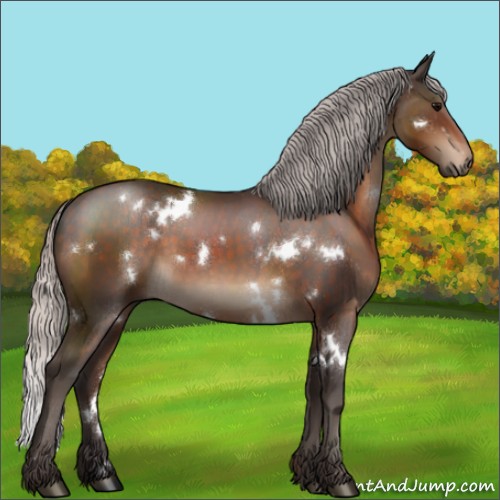 Horse Color:White Spotted Silver Brown Sabino Rabicano 