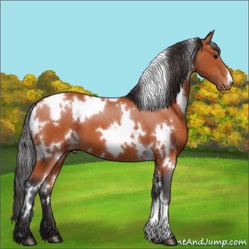 Horse Color:White Spotted Bay Appaloosa 