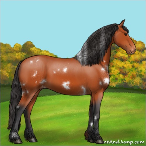 Horse Color:White Spotted Brown Sabino Appaloosa 