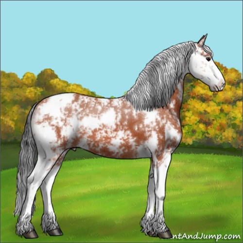 Horse Color:Bay Sabino 