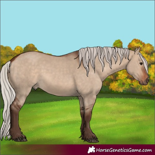 Horse Color:Silver Brown Dun 