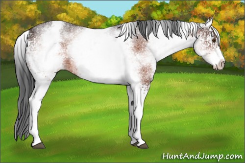 Horse Color:White Spotted Bay 