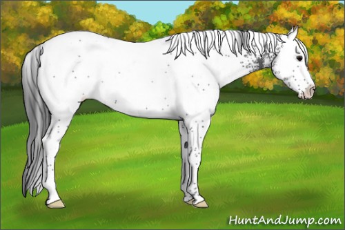 Horse Color:White Spotted Black Rabicano 