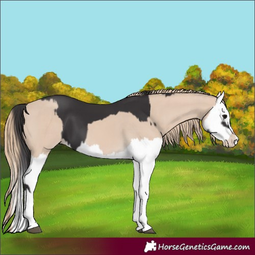 Horse Color:Smoky Black Splash  and Smoky Creme Splash 