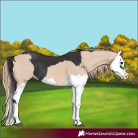 Horse Color:Smoky Black Splash  and Smoky Creme Splash 