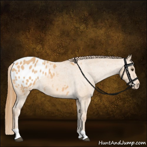 Horse Color:Red Dun Tobiano Appaloosa