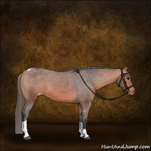 Horse Color:Bay Tobiano Appaloosa 