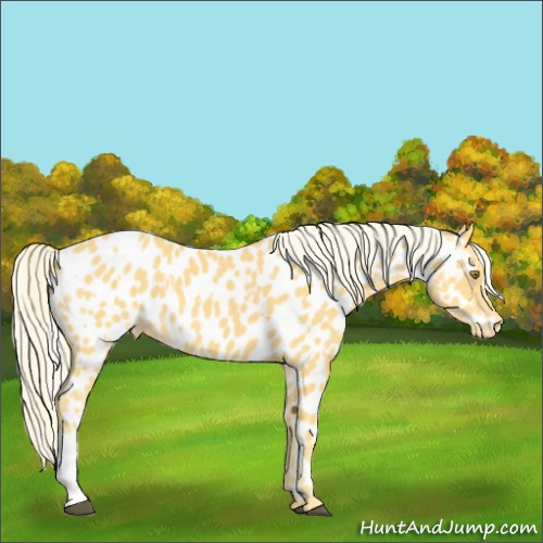 Horse Color:Palomino Near Leopard  and Palomino Near Leopard 