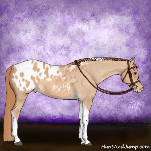 Horse Color:Red Dun Tobiano Appaloosa Rabicano 