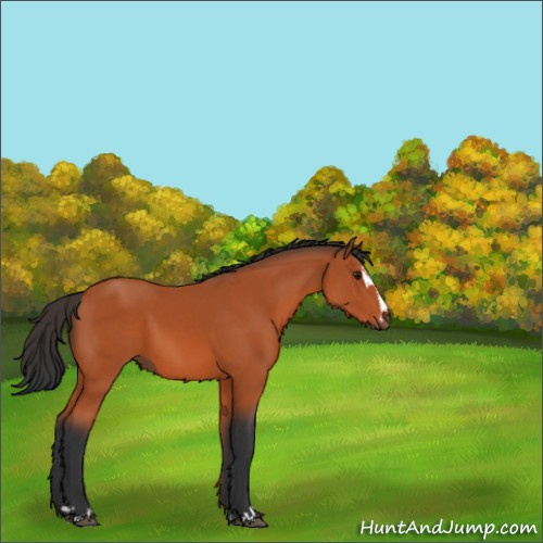 Horse Color:Brown Sabino 