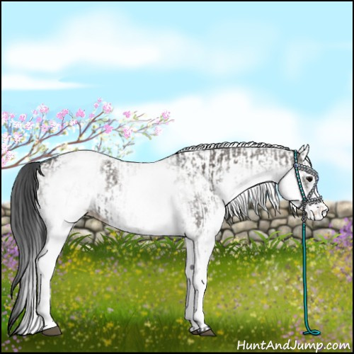 Horse Color:White Spotted Grullo Rabicano  and White Spotted Grullo Rabicano 