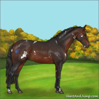 Horse Color:White Spotted Bay 