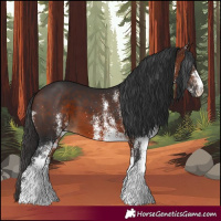 Horse Color:White Spotted Brown 