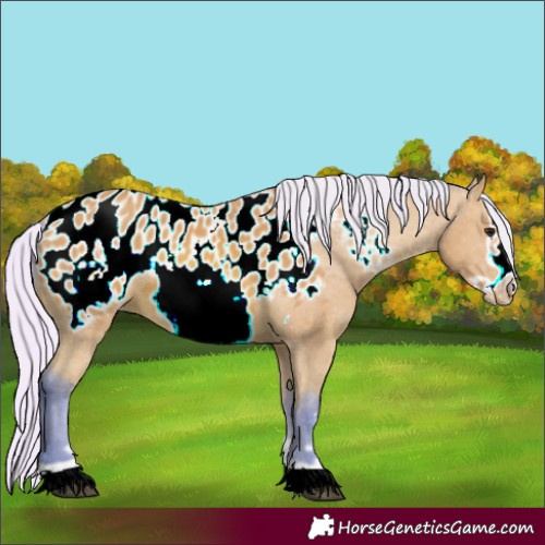 Horse Color:Watercolor Silver Bay Frame Appaloosa 