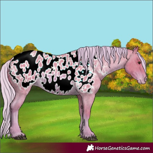 Horse Color:Watercolor Red Roan Appaloosa Rabicano 