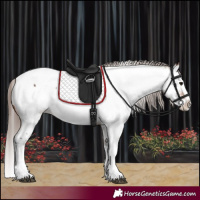Horse Color:Bay Splash Appaloosa