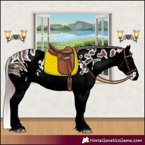 Horse Color:ERROR: UNKNOWN ANOMALY
