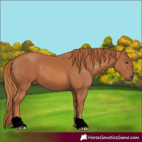 Horse Color:Void Chestnut 