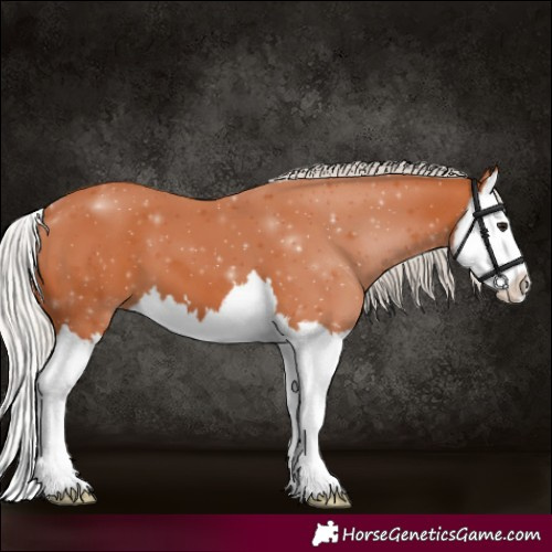 Horse Color:Silver Bay Splash 