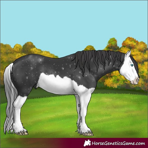 Horse Color:Black Splash 