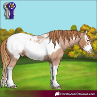 Horse Color:Red Roan Splash Frame Appaloosa 