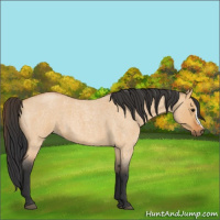 Horse Color:Bay Roan Dun 