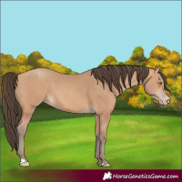 Horse Color:Amber Champagne 