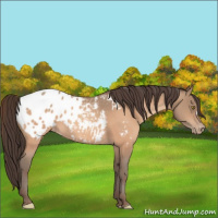 Horse Color:Sable Champagne Blanket 