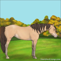 Horse Color:Amber Champagne 