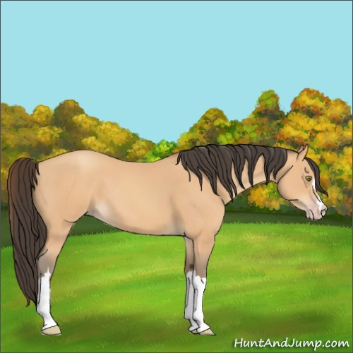 Horse Color:Amber Champagne