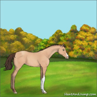 Horse Color:Amber Champagne 