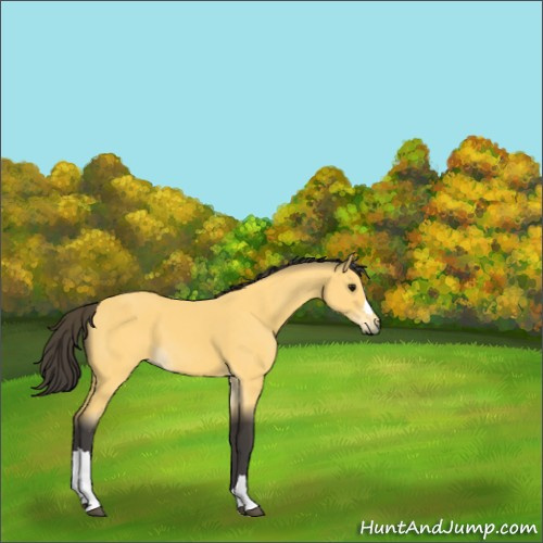 Horse Color:Buckskin