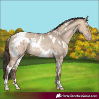 Horse Color:White Spotted Amber Champagne Dun Rabicano 