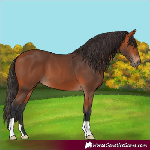 Horse Color:Bay 