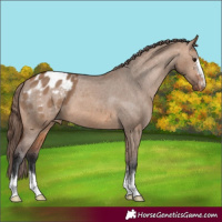 Horse Color:Bay Dun Appaloosa 