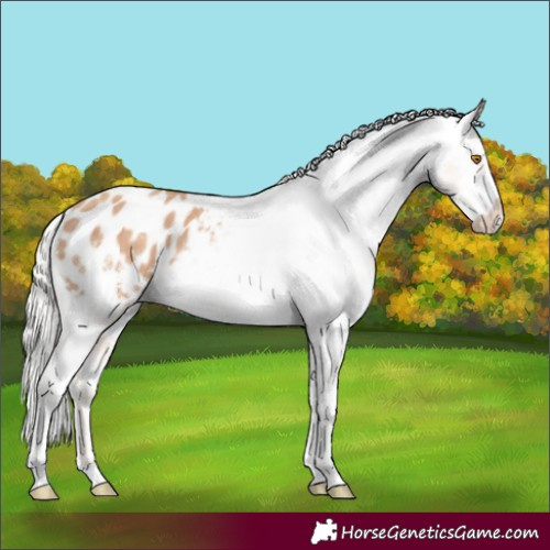 Horse Color:Silver Classic Champagne Sabino Appaloosa Rabicano 