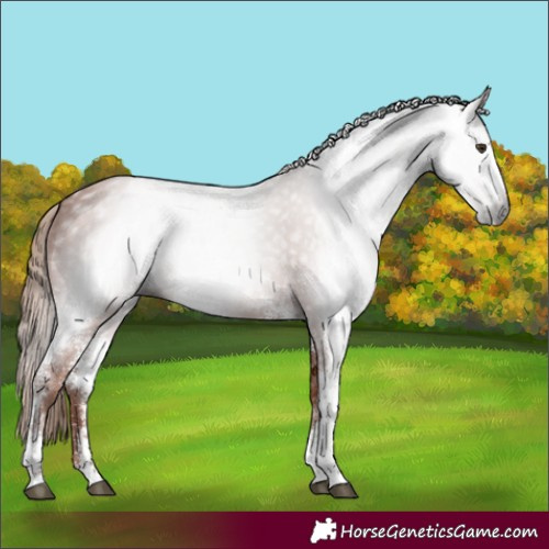 Horse Color:Gray Chestnut Sabino Rabicano 