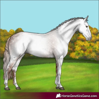 Horse Color:Gray Chestnut Sabino Rabicano 
