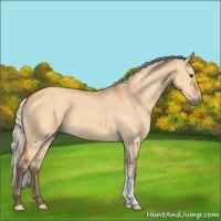 Horse Color:Silver Bay Dun 
