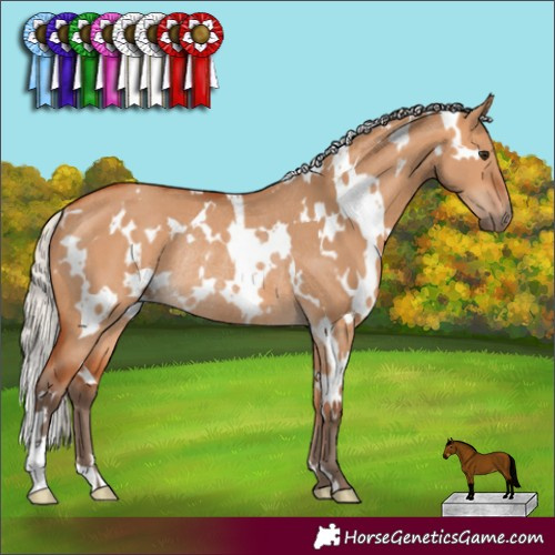 Horse Color:White Spotted Silver Bay Dun Rabicano 