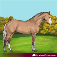 Horse Color:Silver Bay Dun Sabino 