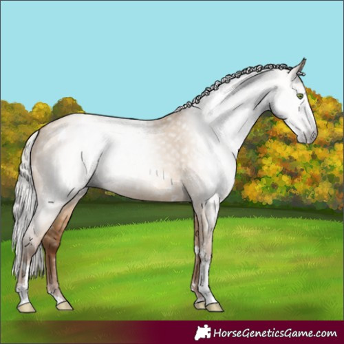Horse Color:Gray White Spotted Silver Amber Champagne Dun Sabino 
