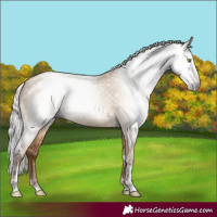 Horse Color:Gray White Spotted Silver Amber Champagne Dun Sabino 