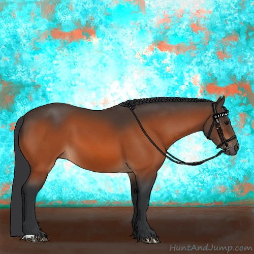 Horse Color:Bay 
