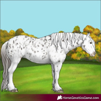 Horse Color:Liver Chestnut Sabino Splash Appaloosa and Liver Chestnut Sabino Splash Appaloosa