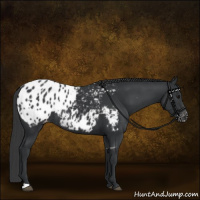 Horse Color:Black Appaloosa Rabicano 